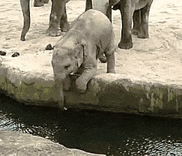 Baby elephant uses his trunk to save an apple from drowning