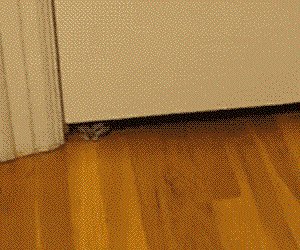 The last cat looks so cuteeee