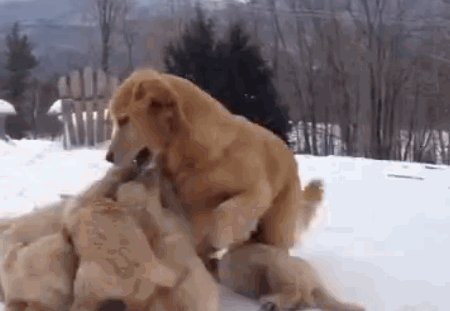 Dog Getting Chased By Her Cute Puppies