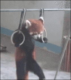 Red Panda Pull-Ups. Buildin' dat muscle