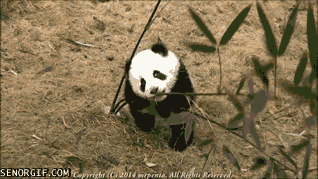 Brave Panda Struggles With Conquering Vicious Bamboo