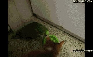 Parrot and Cat Fighting Over Food