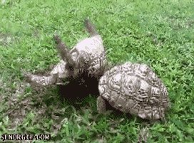 A hero in a half-shell!