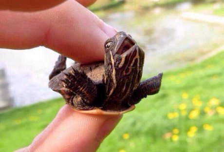 Baby turtle thinks it's skydiving