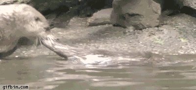 Even Otters Need to Get Out of the Pool Sometimes!
