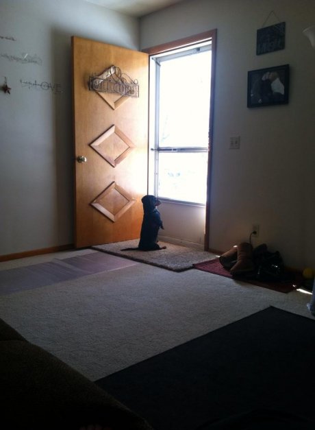 My friend's dog waiting for him to get home