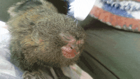 Tiny monkey enjoying a toothbrush massage