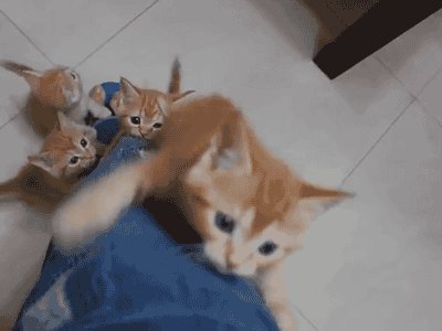 Cutest kittens I have ever seen.