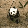 Brave Panda Struggles With Conquering Vicious Bamboo