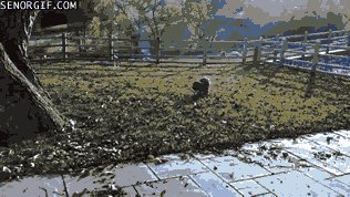 Tree Dog?