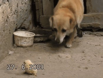 Because Dog Cares