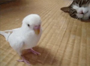 Hi I'm budgie, welcome to jackass!