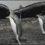 Penguins vs. the rope