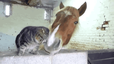 Cat and horse are unlikely friends.