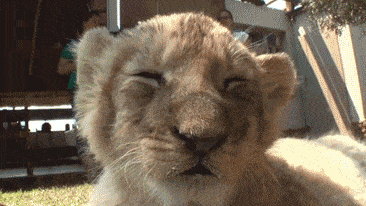 Sleepy lion cub