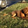 Vicious Lion spotted in Florida parkinglot
