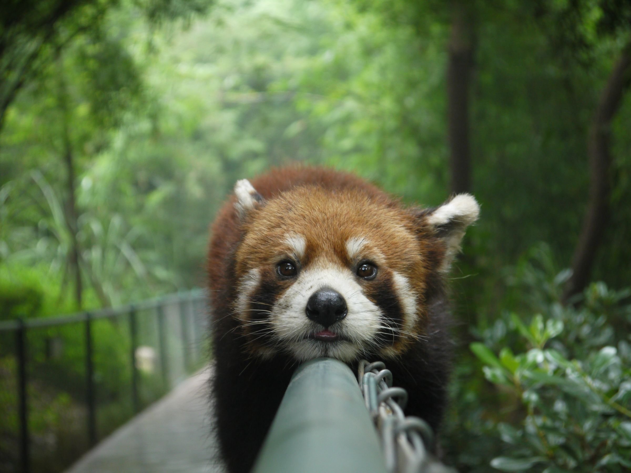 Monorail panda