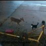 Saw an interesting group of friends this morning