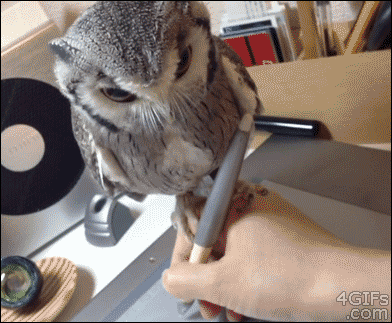 How to draw with an owl
