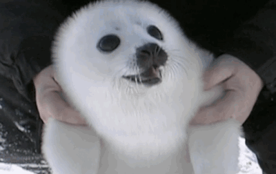 How Awesome is this Happy Seal