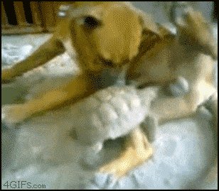 Turtle bites dog balls... Ouch