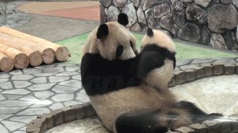 Panda Kiss