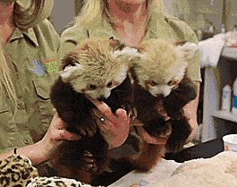 Red Pandas are little handfuls at the Lincoln Children\'s Zoo