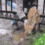 Helping a baby deer get back to its mother