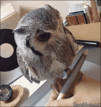 Owl help you, Mate!