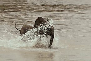 The secret to a baby elephant's speed is his tail