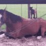 Tiny goats treat this horse like their own personal playground
