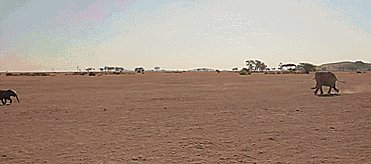 Baby elephant runs to his mother after being rescued