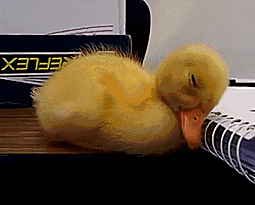 Duckling waking up. You have to see the head shake