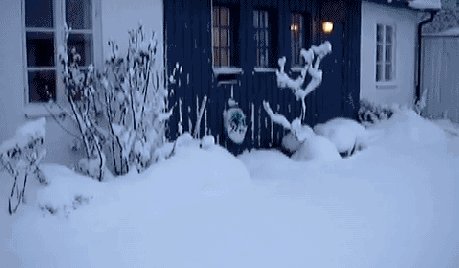 And here, we see the kangaroo-cat in its natural snowy habitat...