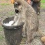 Raccoon instructs in proper hygeine