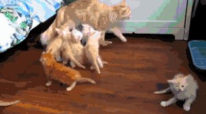 Cat dispersion