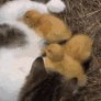 Cat with kittens and ducklings