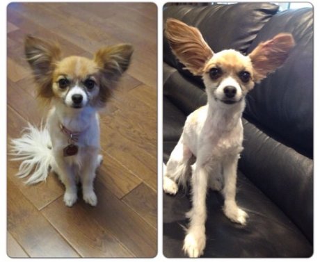 My husband decided to give our dog a haircut