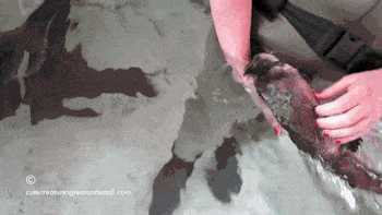 Platypus Belly Rub