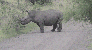 Adorable little rhino galloping down the road.