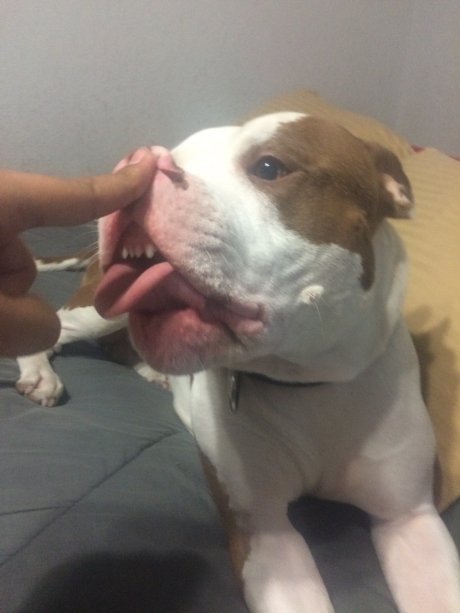 My friends pitt bull. (X post r/funny)