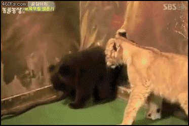 Holy S**t it's a Lion!