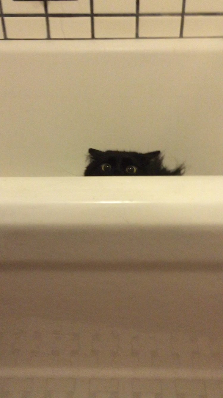 My cat likes to hunt me when I go to the bathroom...