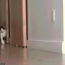 Cat be Walking a Cat