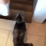 Double-amputee cat goes down the stairs