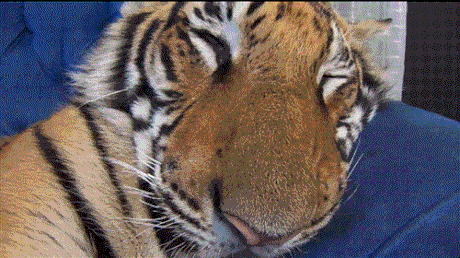 What can wake a Tiger up?