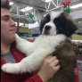 A scared little fluff