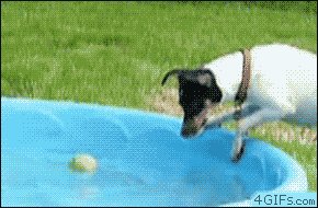 Yay, my ball, my ball, my...