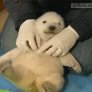 Polar bear cub being tickled