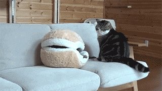 Come out of your shell!